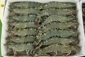 Black Tiger Prawn Online