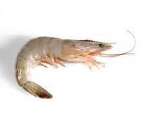 Fresh Vannamei Prawn