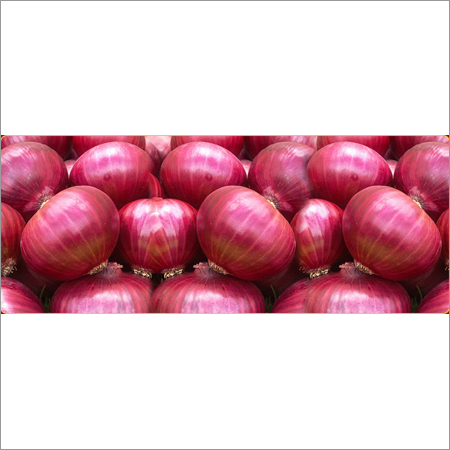 Big Bangalore Rose Onion