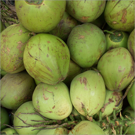 Fresh Green Coconut