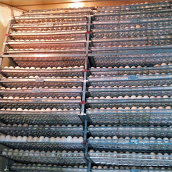 Chicken Hatching Eggs