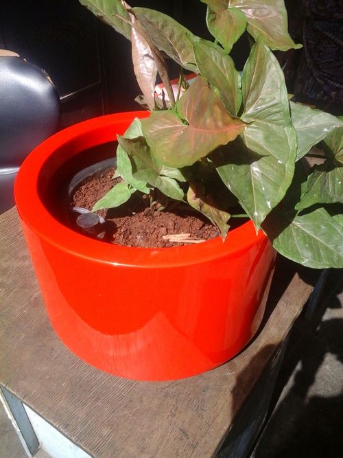 WC planted CWC IN FRP POT