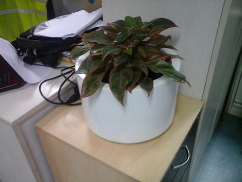 WC planted CWC IN FRP POT 2