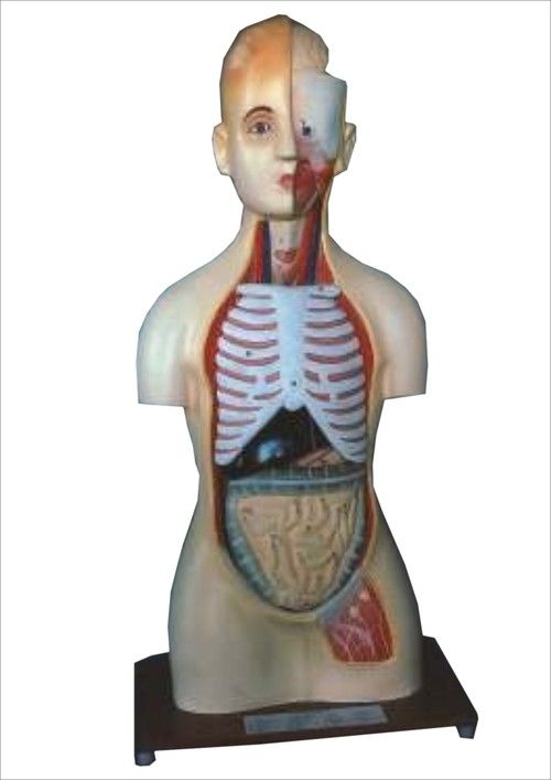 HUMAN ANATOMICAL MODELS 