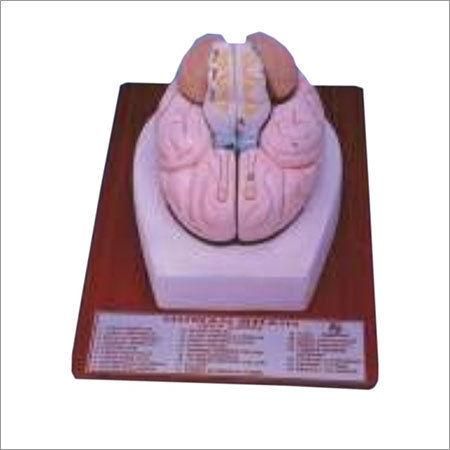 HUMAN BRAIN, 2 PART 