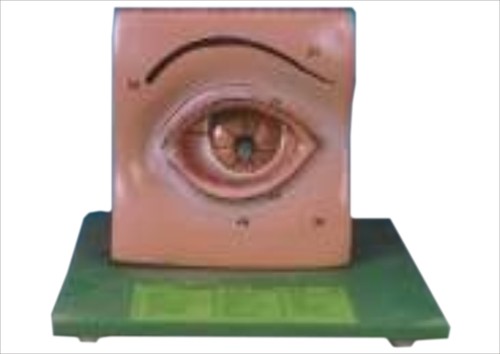 HUMAN EYE WITH LID 