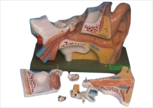 HUMAN EAR, 6 PARTS 