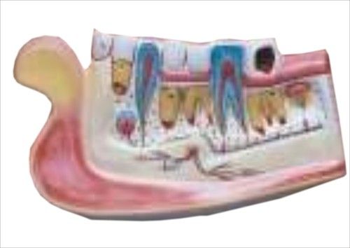  HUMAN LOWER JAW WITH TEETH  