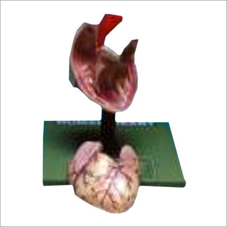 HUMAN YOUTH HEART