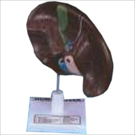 HUMAN LIVER WITH GALL BLADDER 
