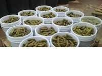 Fresh Preserved Gherkins - Processed Gherkins Packed In Hdpe Pails | Preserved Style For Enhanced Enjoyment In Culinary Delights