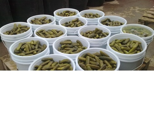 Preserved Gherkins