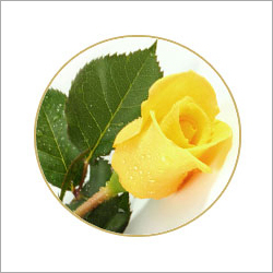 Yellow Roses