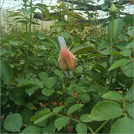 Yellow Rose Plants