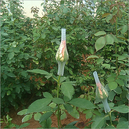 Orange Rose Plants
