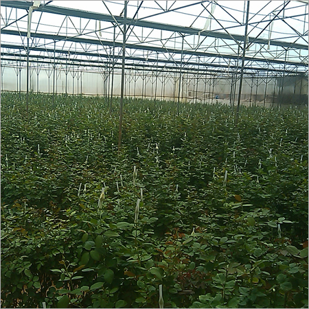 Hybrid Rose Plants