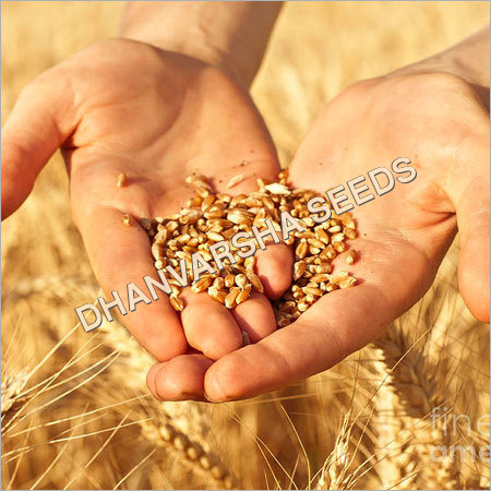 Organic Wheat Seed