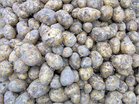Farm Potatoes