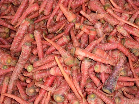 Carrot
