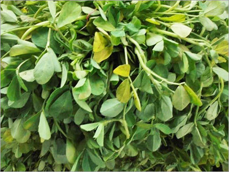 Senna Leaves