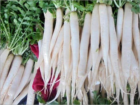 Radish