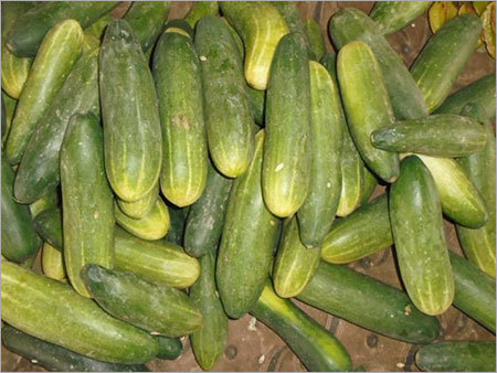 Cucumber
