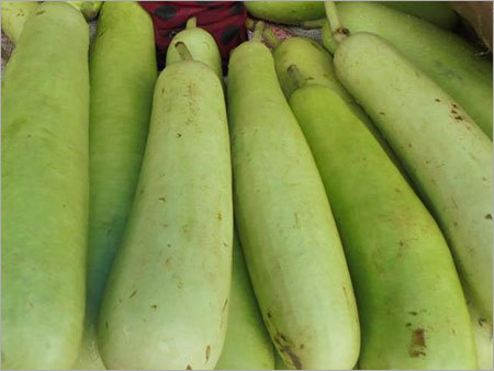 Bottle Gourd