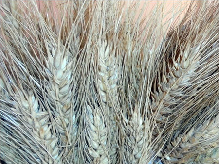 Wheat