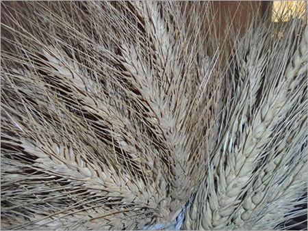 Wheat Grain