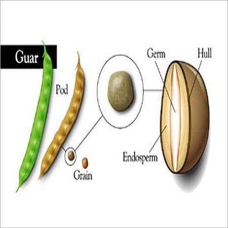 Guar Gum Seeds