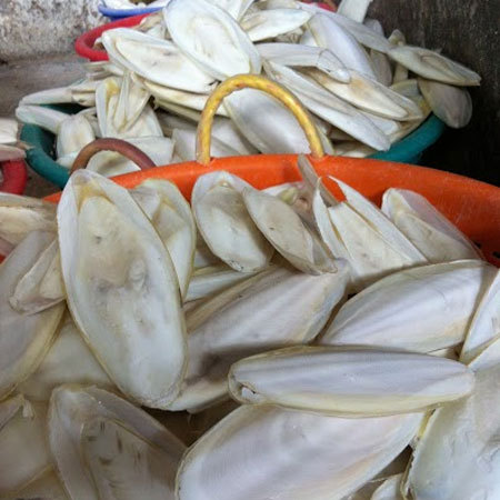 Cleaned Cuttlebone
