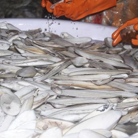 Cleaning cuttle fish bone