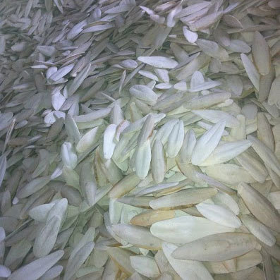 Cuttle Fish Bone Bulk