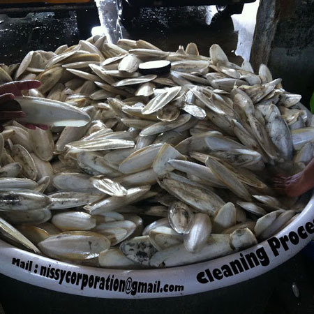 Cuttle Fish Bone Cleaning with Fresh Water