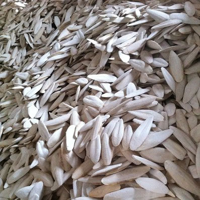 Trimmed Cuttle Fish Bone