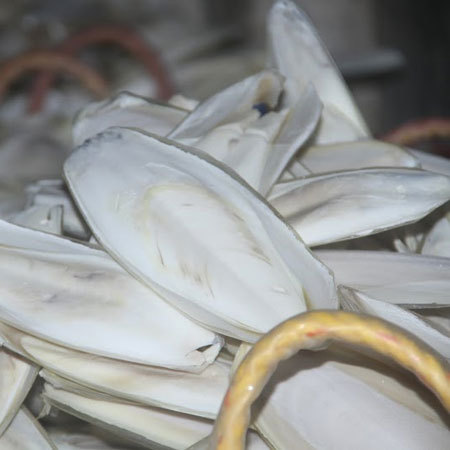 Cuttle fish Bone for Birds