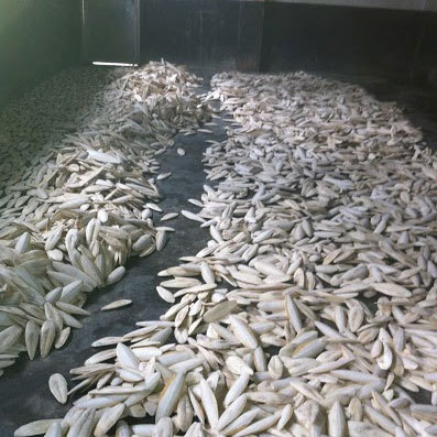 Trimmed Cuttlefish Bone