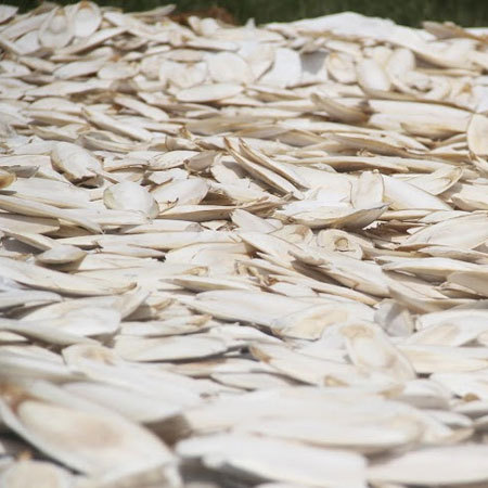 Cuttle fish bone drying process