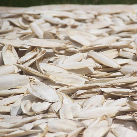 Dried Cuttle Fish Bone