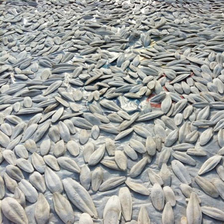 Drying Cuttle fish Bone