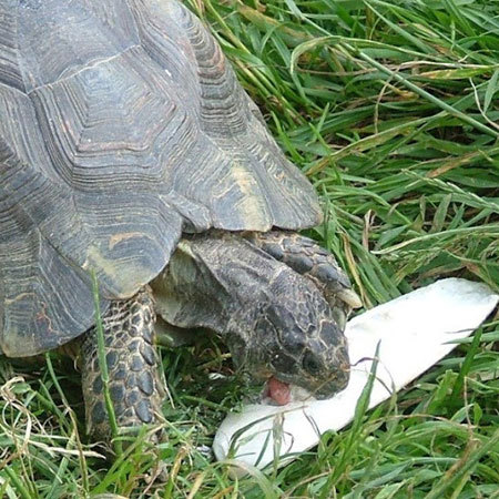Eating cuttle fish bone