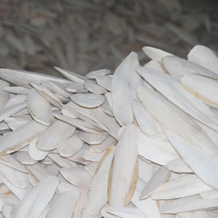 Trimmed Cuttlefish Bone