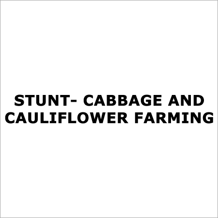 Cabbage Farming