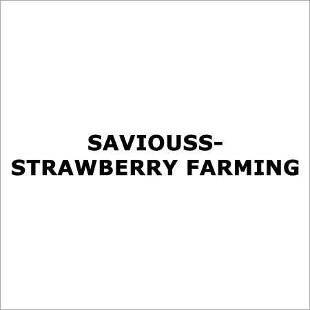Strawberry Farming