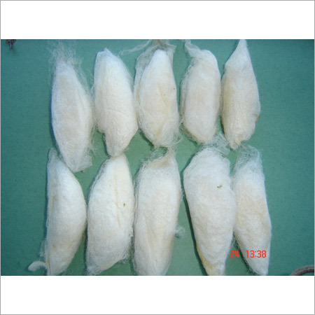 Eri Silk Cocoon