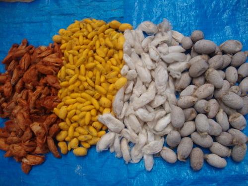 Silkworm Cocoon