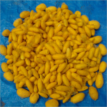 Yellow Mulberry Silk Cocoons
