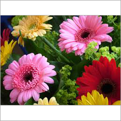 Gerbera Flower
