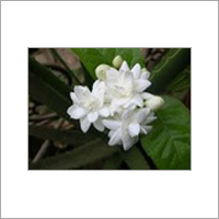 Jasmine Flower