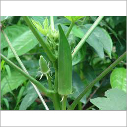 Green Okra